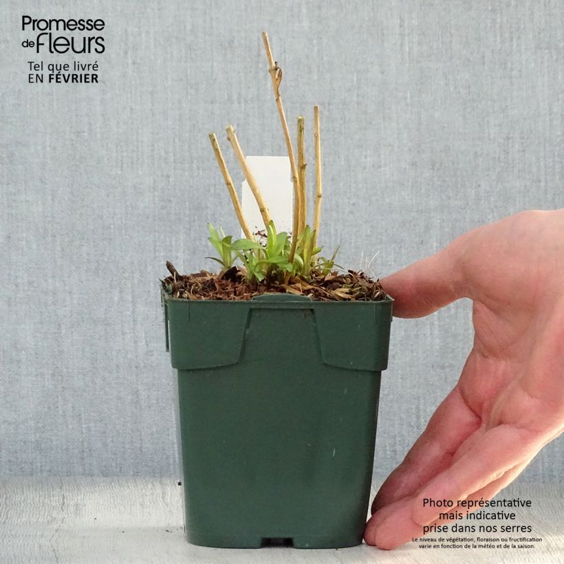 Amostra de Phlox paniculata Peppermint Twist Godet de 8/9 cm tal como entregue no inverno