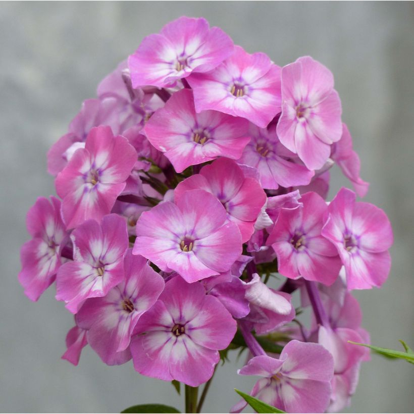 Phlox paniculata Pink Eye Flame (Floração)