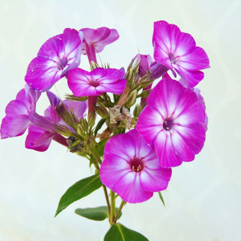Phlox paniculata Purple Eye Flame (Floração)