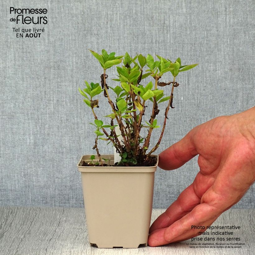 Amostra de Phlox paniculata Purple Eye Flame Vaso de 8/9 cm tal como entregue no verão