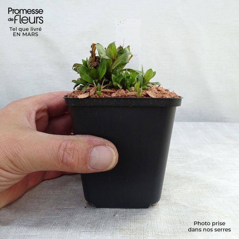 Amostra de Phlox paniculata Purple Eye Flame Vaso de 8/9 cm tal como entregue no inverno