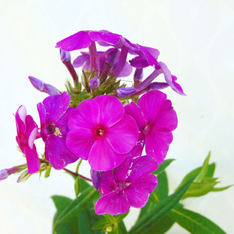 Phlox paniculata Purple Flame (Floração)