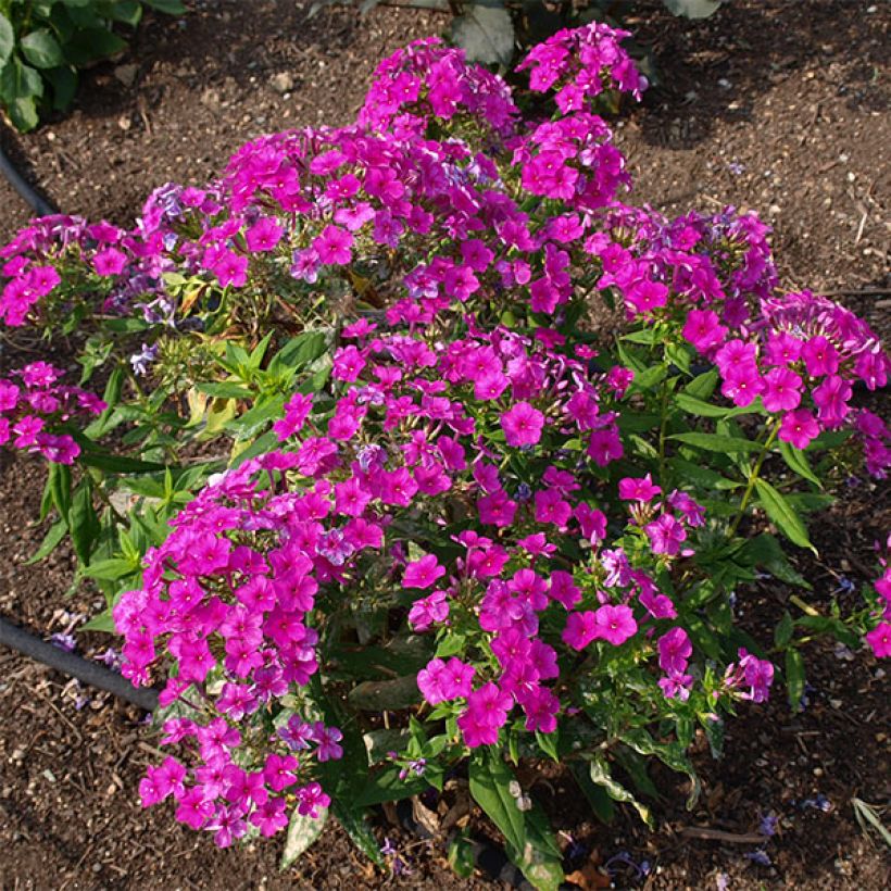 Phlox paniculata Purple Flame (Hábito)