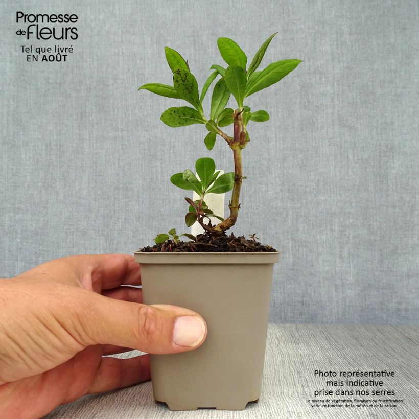 Amostra de Phlox paniculata Purple Flame Vaso de 8/9 cm tal como entregue no verão