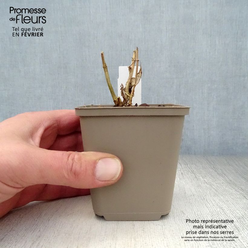 Amostra de Phlox paniculata Purple Flame Vaso de 8/9 cm tal como entregue no inverno