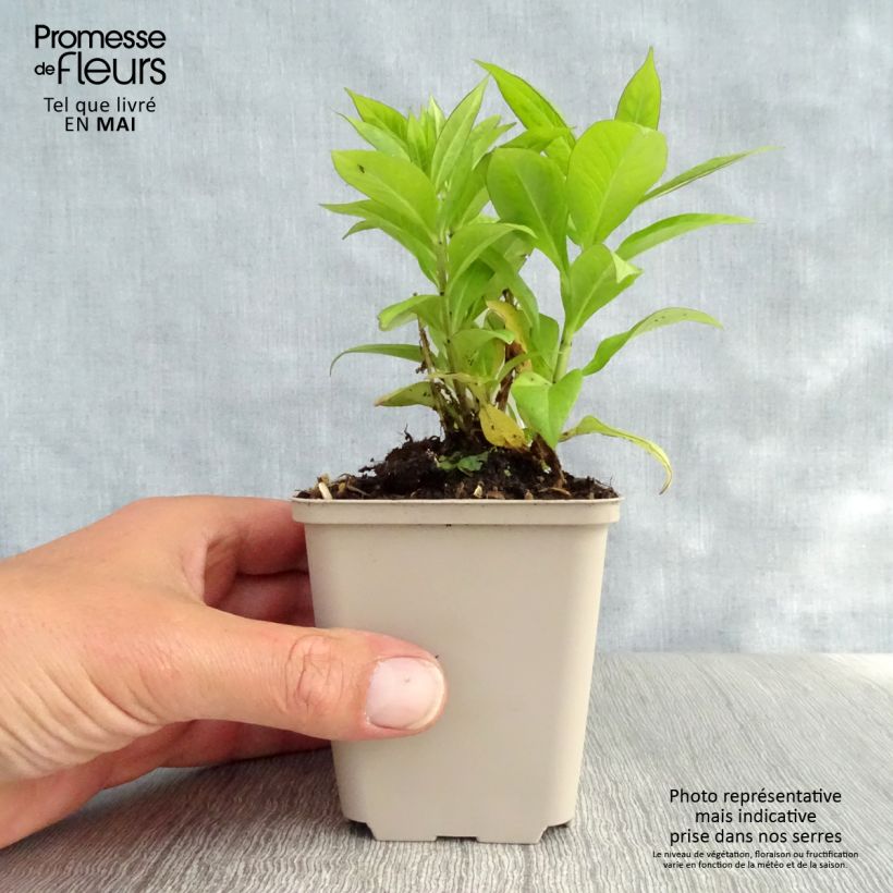 Amostra de Phlox paniculata Purple Flame Vaso de 8/9 cm tal como entregue na primavera