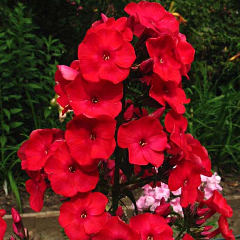 Phlox paniculata Red Flame (Floração)
