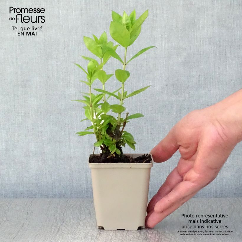 Amostra de Phlox paniculata Red Flame Vaso de 8/9 cm tal como entregue na primavera