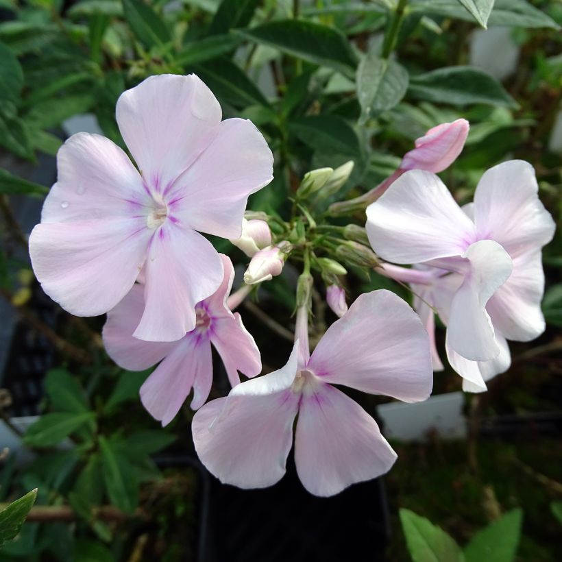 Phlox paniculata Rosa Pastel (Floração)