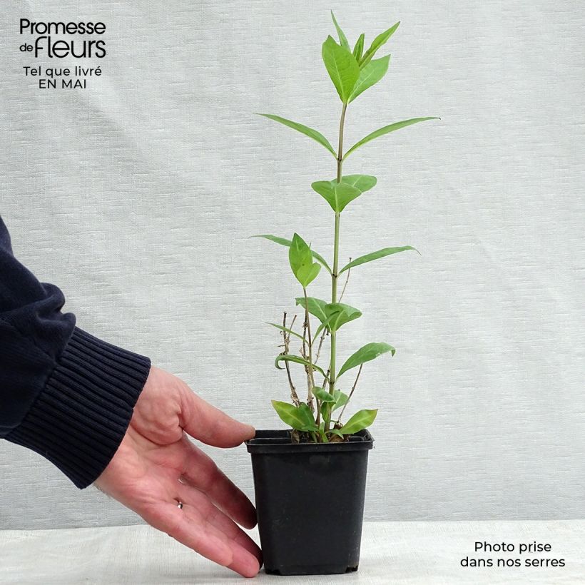 Amostra de Phlox paniculata Rosa Pastel Vaso de 8/9 cm tal como entregue na primavera