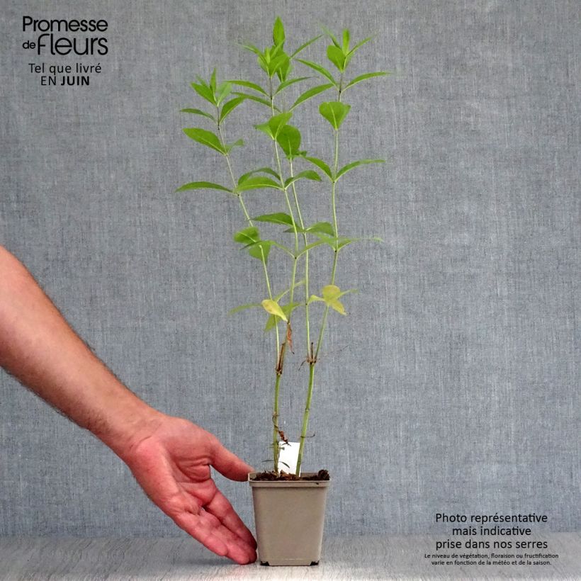 Amostra de Phlox paniculata Rosa Pastel Vaso de 8/9 cm tal como entregue no verão