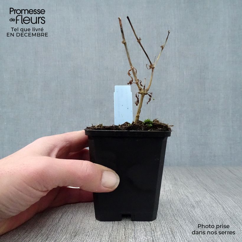 Amostra de Phlox paniculata Rosa Pastel Vaso de 8/9 cm tal como entregue no inverno