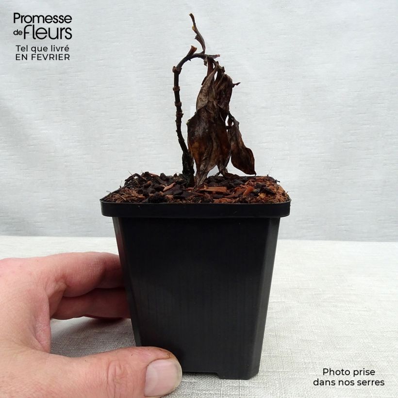 Amostra de Phlox paniculata Septemberglut Vaso de 8/9 cm tal como entregue no inverno