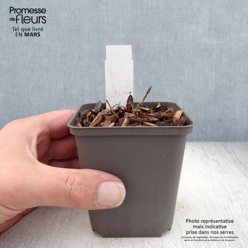 Amostra de Phlox paniculata Septemberglut Vaso de 8/9 cm tal como entregue na primavera