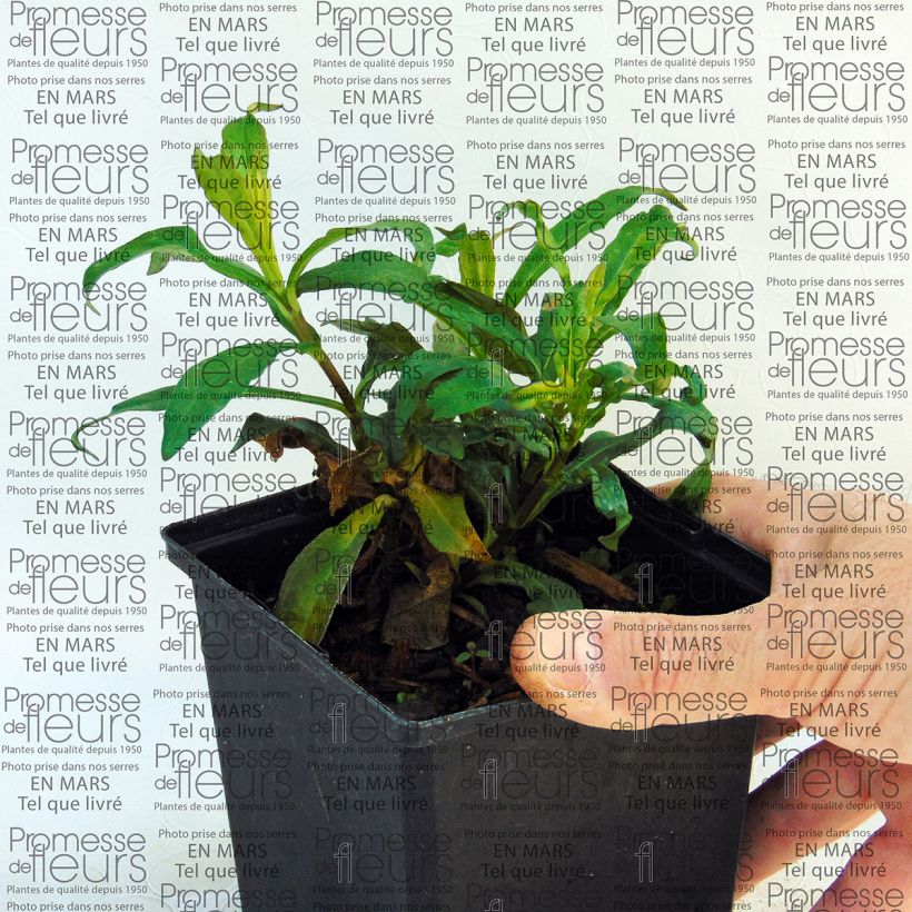 Exemplo de amostra de Phlox paniculata Sherbet Blend® Vaso de 10 cm/11 cm tal como entregue