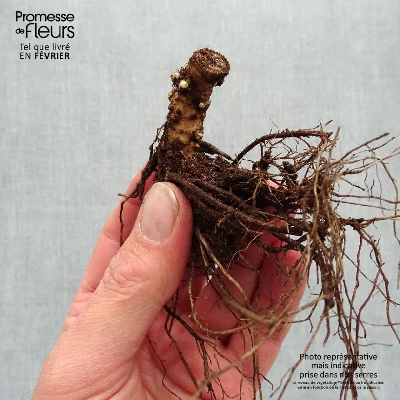 Amostra de Phlox paniculata Sherbet Blend® Raízes nuas tal como entregue no inverno