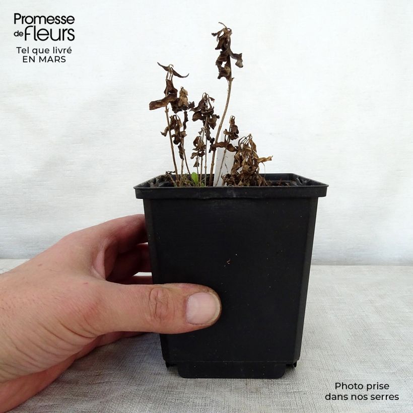 Amostra de Phlox paniculata Sherbet Cocktail Vaso de 10 cm/11 cm tal como entregue na primavera