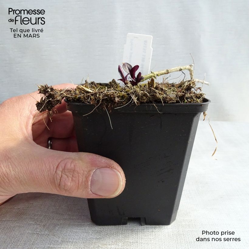 Amostra de Phlox paniculata Starfire Vaso de 8/9 cm tal como entregue no inverno