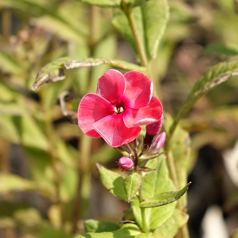 Phlox paniculata Stars and Stripes (Floração)