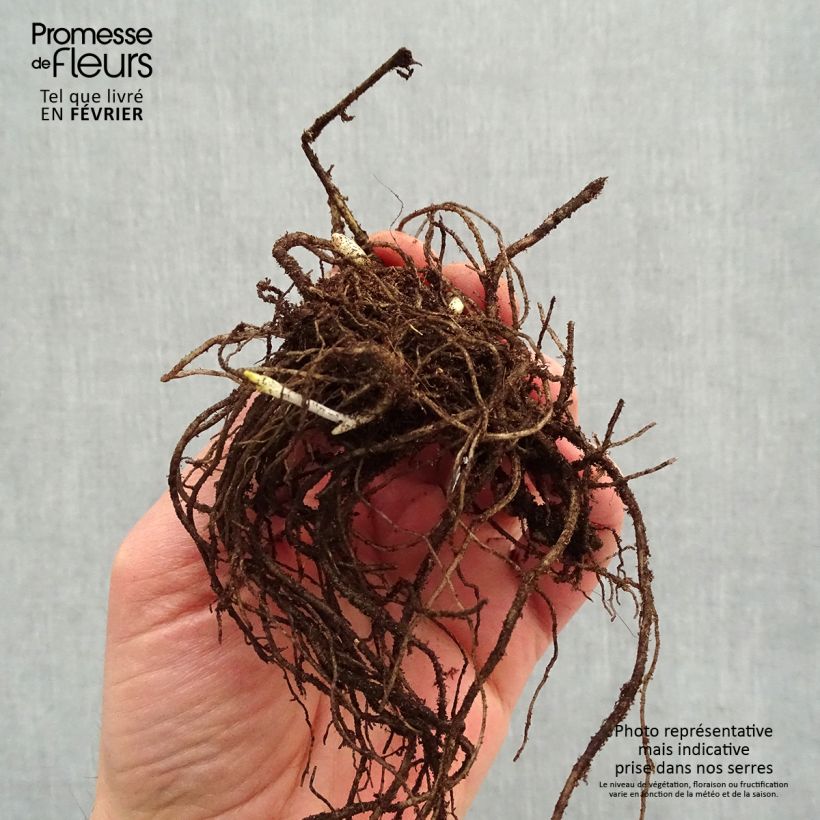 Amostra de Phlox paniculata Stars and Stripes Raízes nuas tal como entregue no inverno