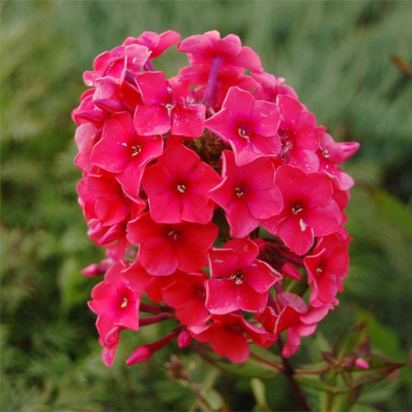 Phlox paniculata Tequila Sunrise (Floração)