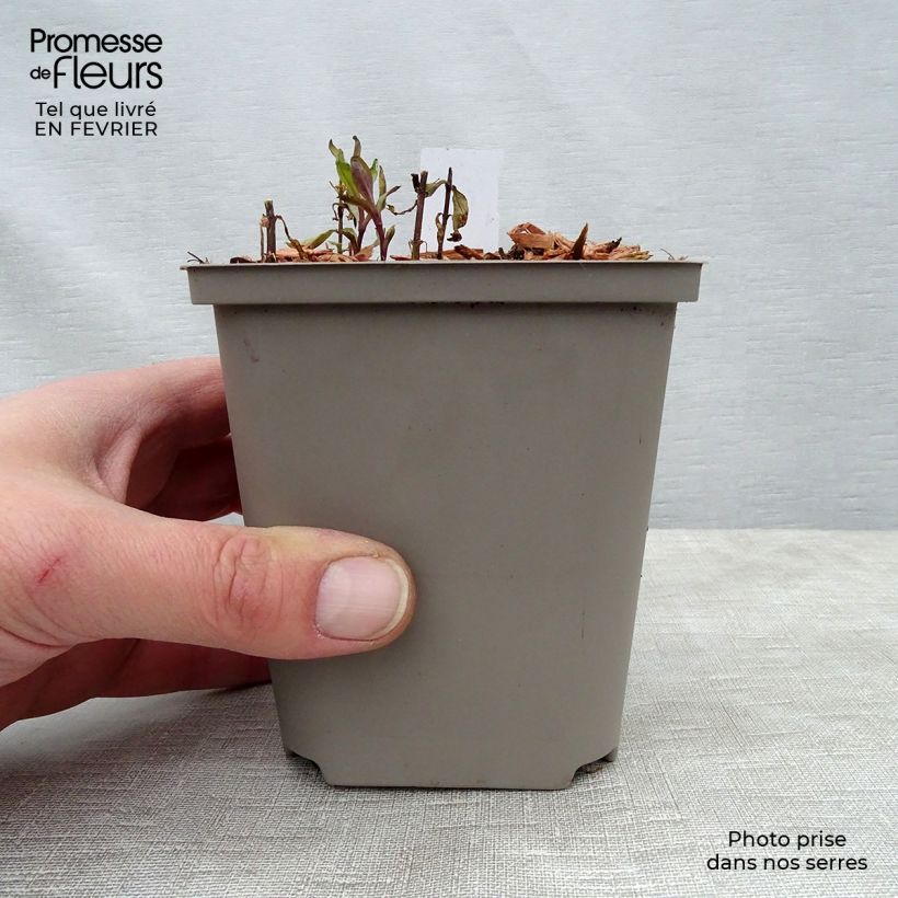 Amostra de Phlox paniculata Tequila Sunrise Godet de 8/9 cm tal como entregue no inverno