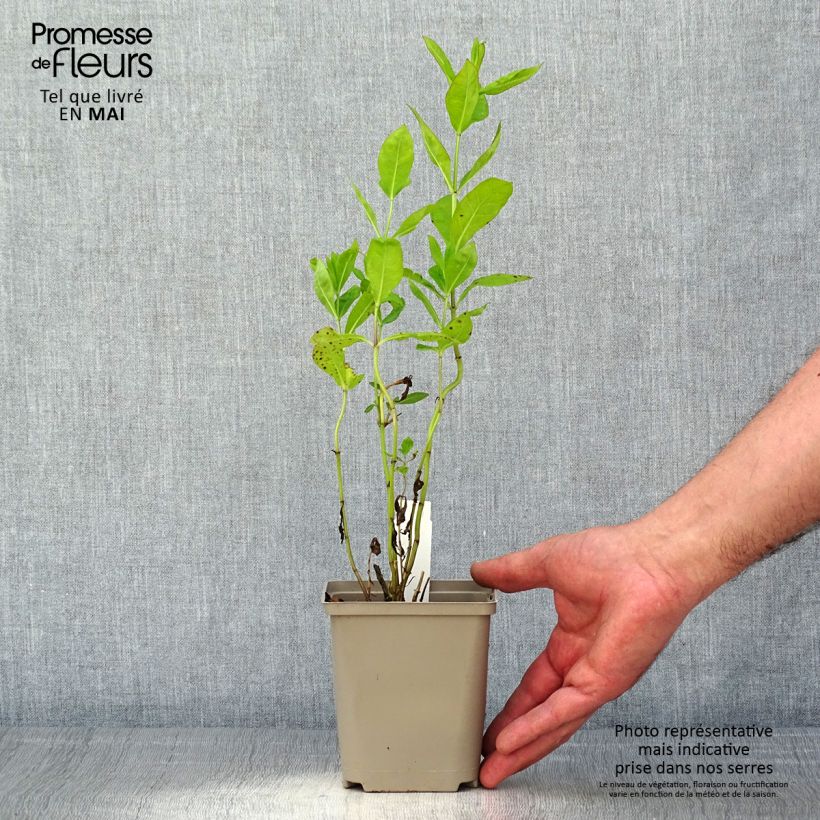 Amostra de Phlox paniculata Tequila Sunrise Vaso de 8/9 cm tal como entregue na primavera