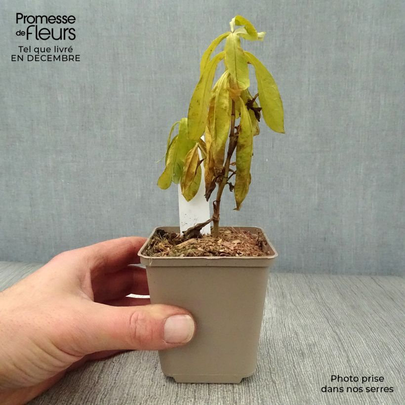 Amostra de Phlox paniculata The King Vaso de 8/9 cm tal como entregue no inverno