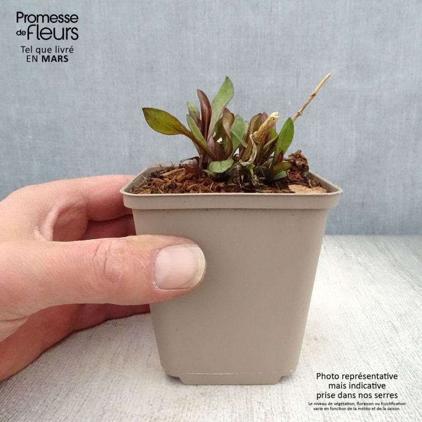 Amostra de Phlox paniculata The King Vaso de 8/9 cm tal como entregue na primavera