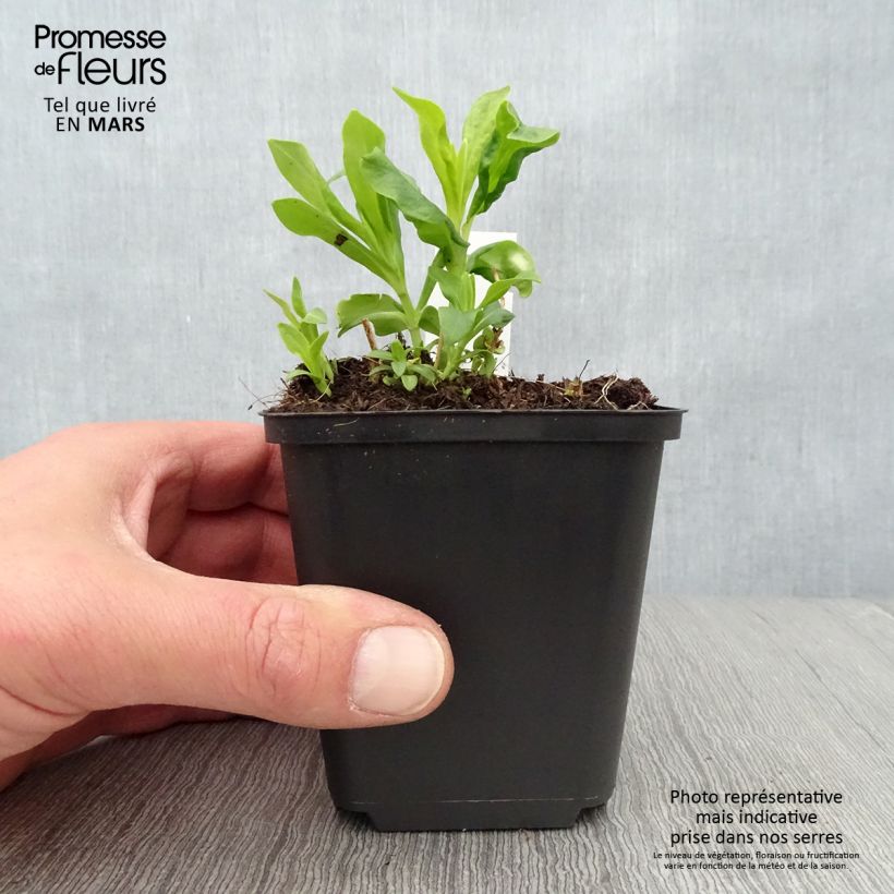 Amostra de Phlox paniculata Tiara Vaso de 8/9 cm tal como entregue na primavera