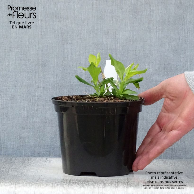 Amostra de Phlox paniculata Tiara Vaso de 2 L/3 L tal como entregue na primavera