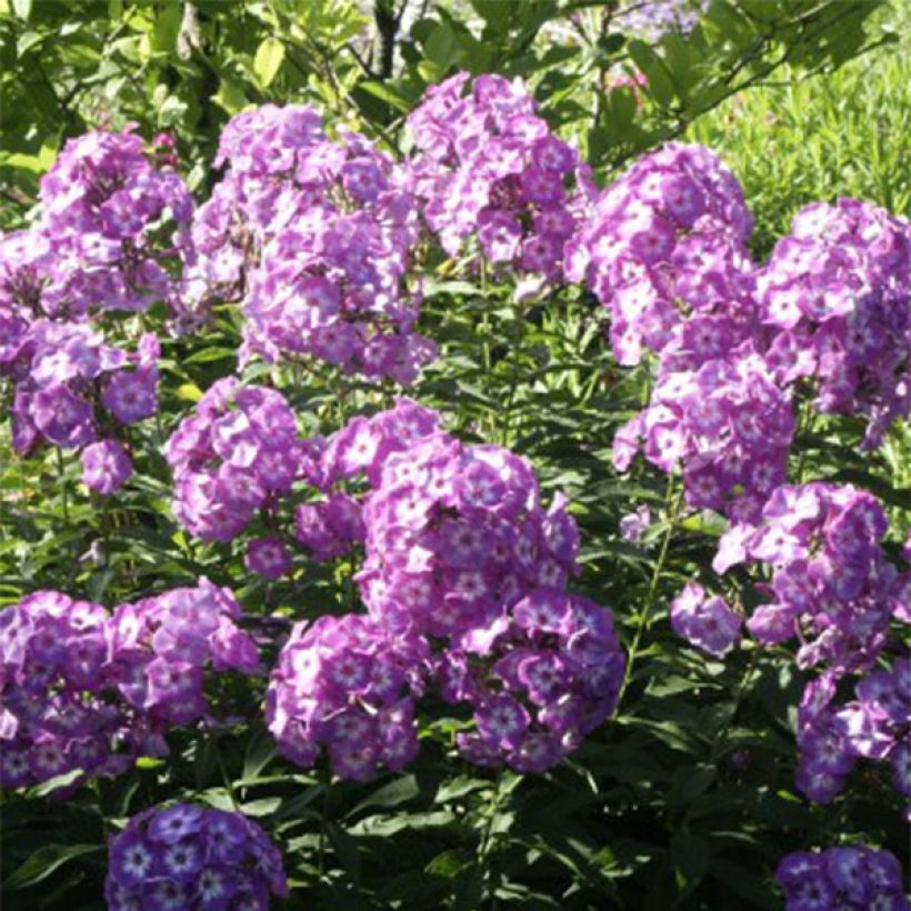 Phlox paniculata Uspech (Floração)