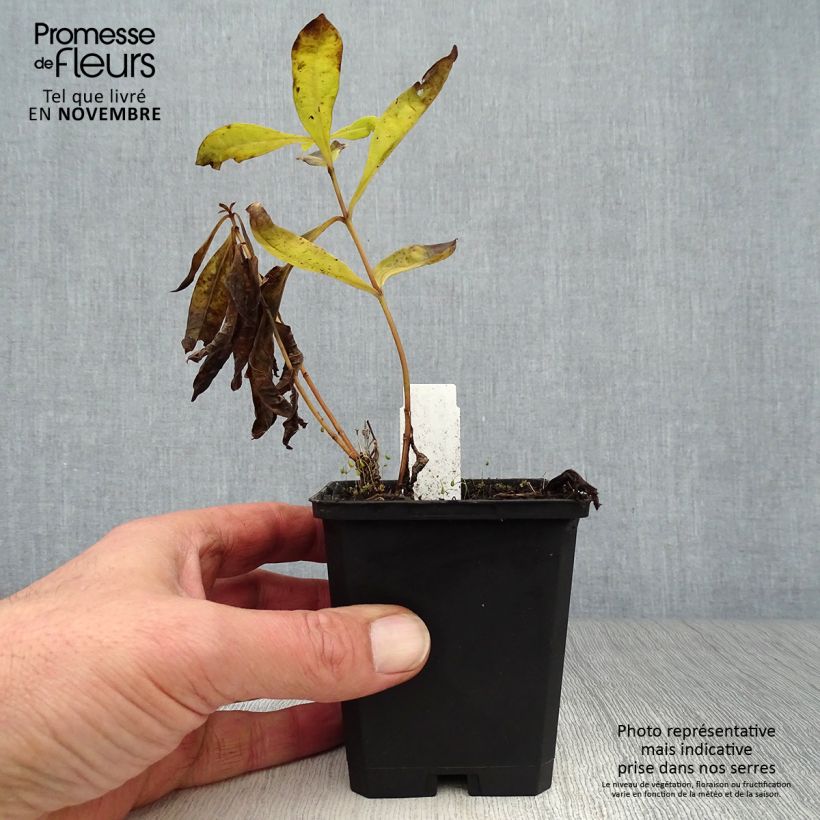 Amostra de Phlox paniculata Uspech Vaso de 8/9 cm tal como entregue no outono