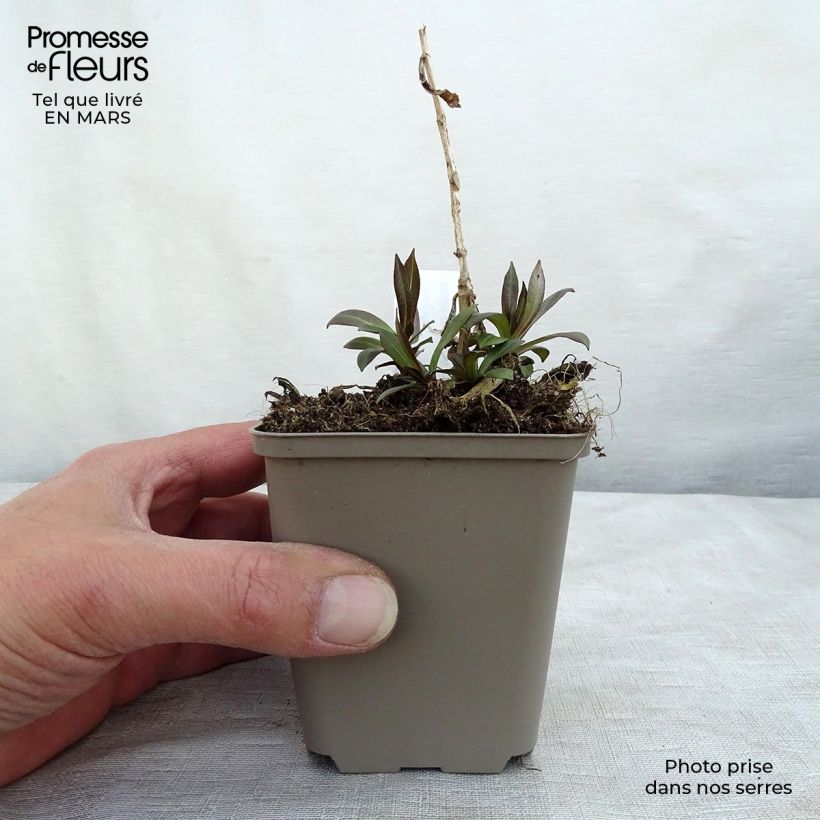 Amostra de Phlox paniculata Uspech Vaso de 8/9 cm tal como entregue na primavera