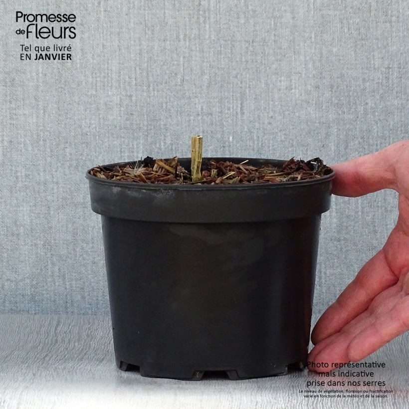 Amostra de Phlox paniculata Uspech Vaso de 2 L/3 L tal como entregue no inverno