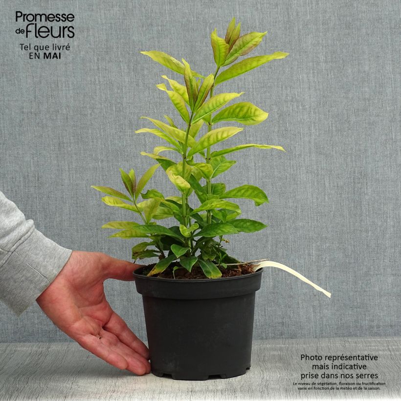 Amostra de Phlox paniculata Uspech Vaso de 2 L/3 L tal como entregue na primavera