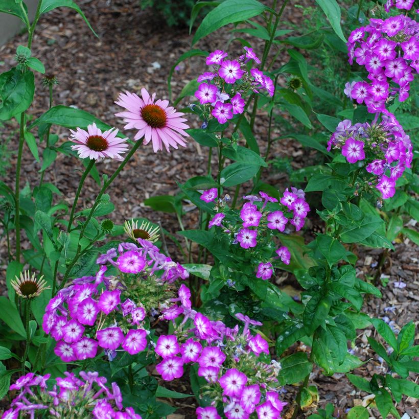 Phlox paniculata Uspech (Hábito)