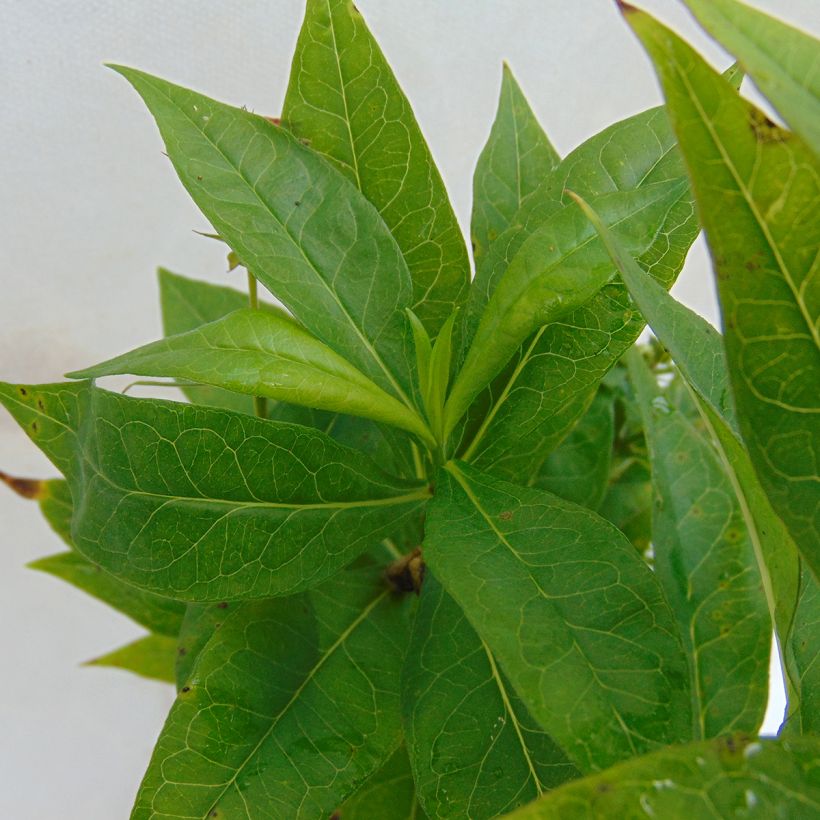 Phlox paniculata Violet Flame (Folhagem)