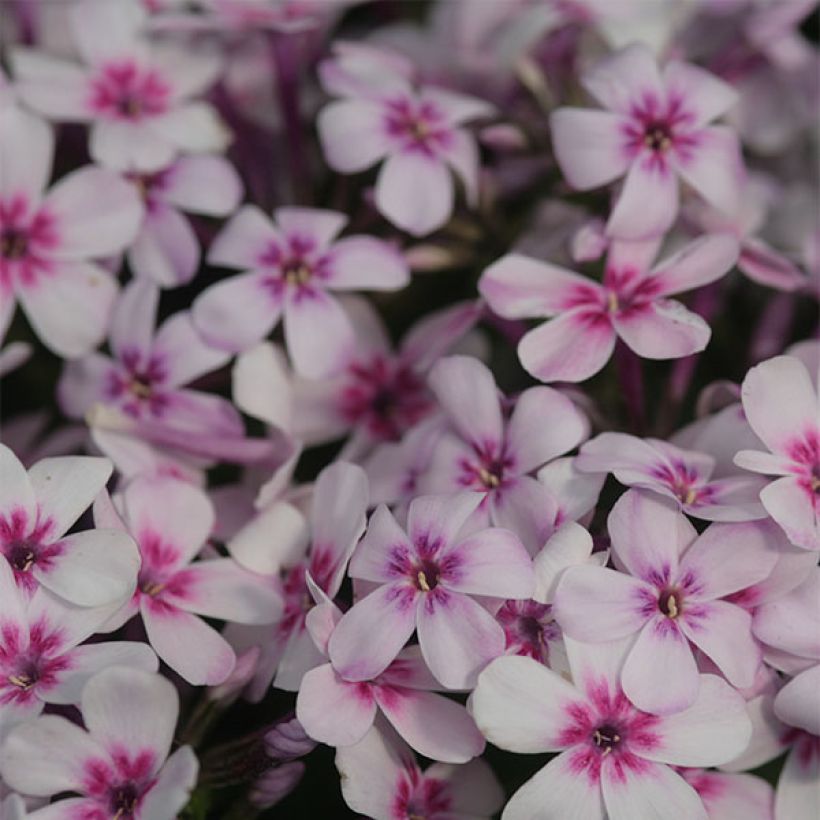 Phlox paniculata White Eye Flame (Floração)