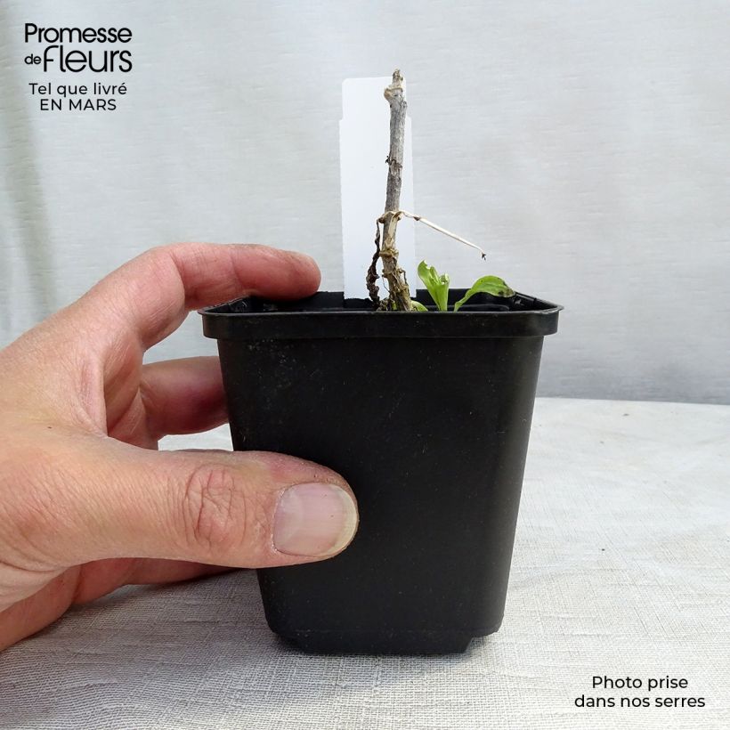 Amostra de Phlox paniculata White Eye Flame Vaso de 8/9 cm tal como entregue no inverno