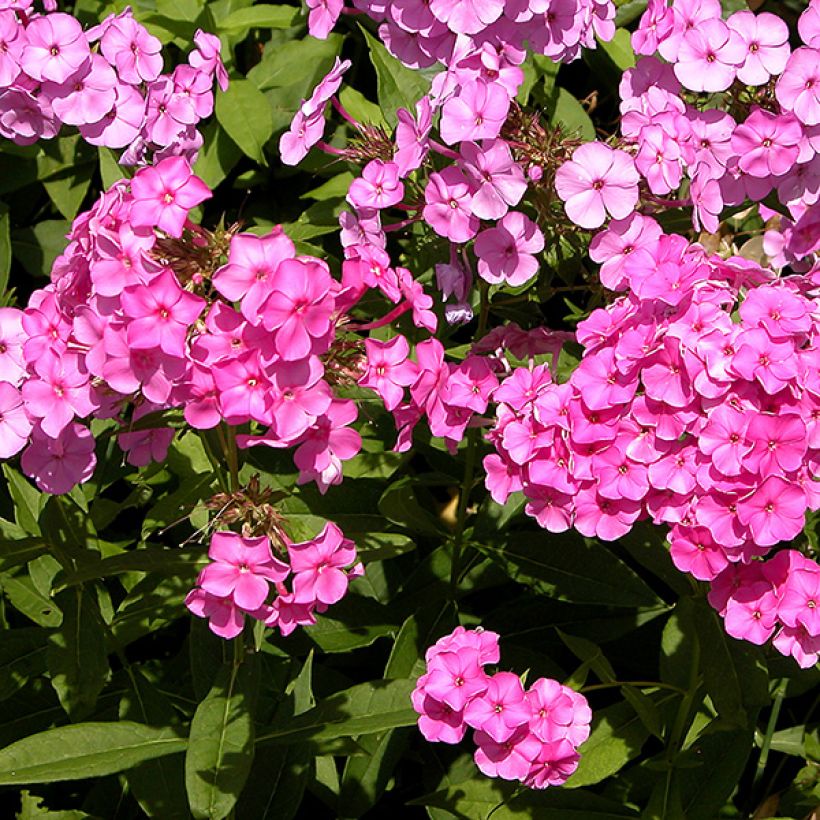 Phlox paniculata Windsor (Floração)