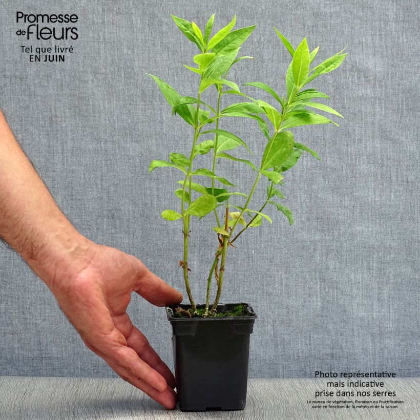 Amostra de Phlox paniculata Windsor Vaso de 7/8 cm tal como entregue no verão