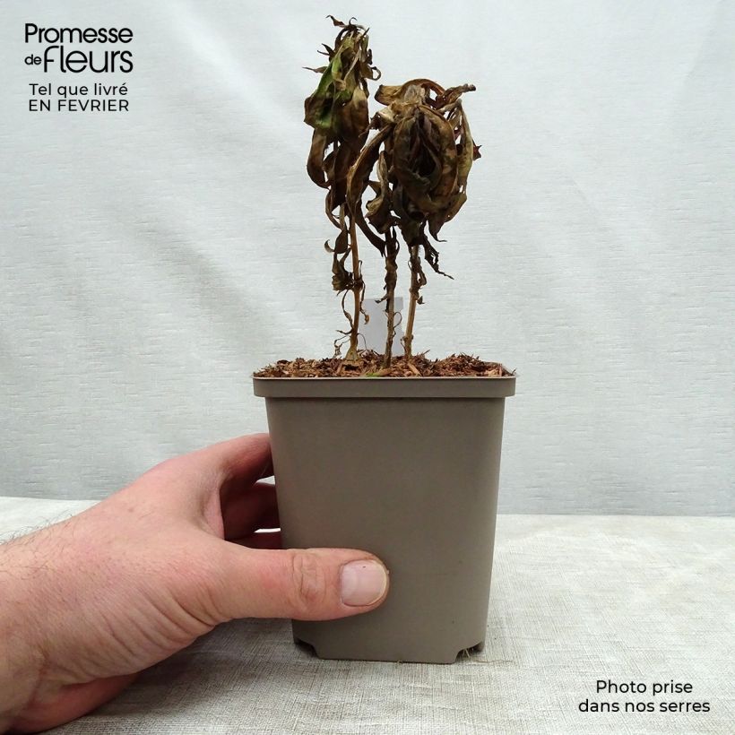 Amostra de Phlox paniculata Windsor - Phlox paniculé rose vif Vaso de 7/8 cm tal como entregue no inverno