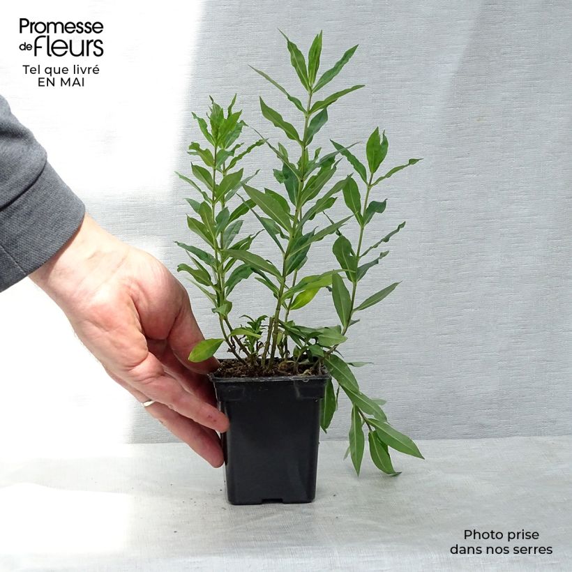 Amostra de Phlox paniculata Windsor Vaso de 7/8 cm tal como entregue na primavera