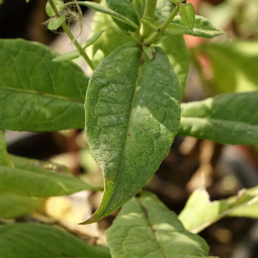 Phlox paniculata Younique Bicolor (Folhagem)