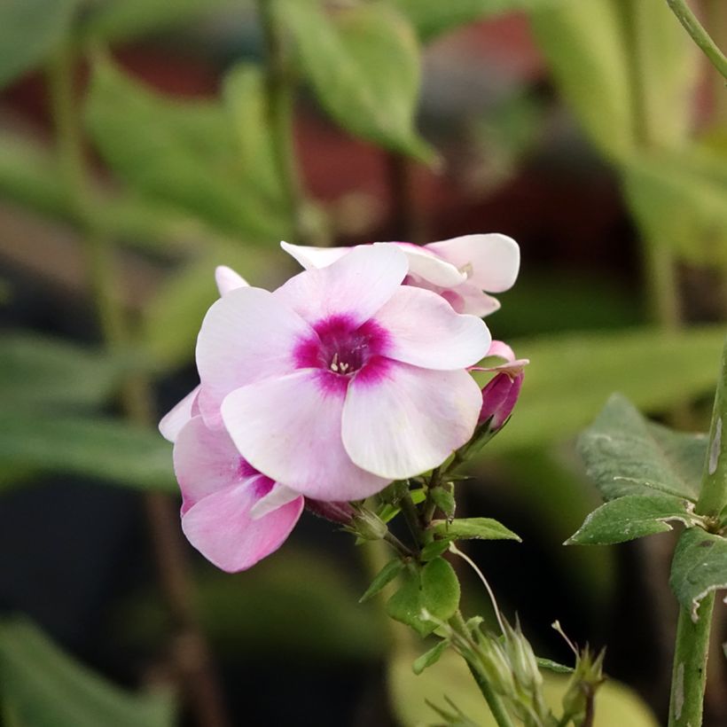 Phlox paniculata Younique Bicolor (Floração)