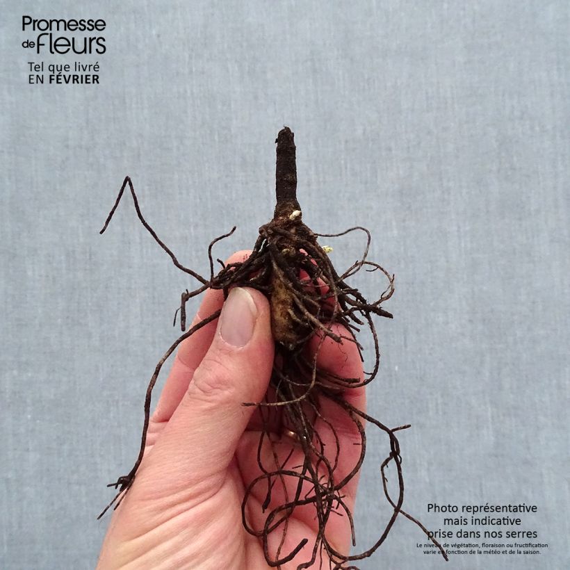 Amostra de Phlox paniculata Younique Old Blue Raízes nuas tal como entregue no inverno