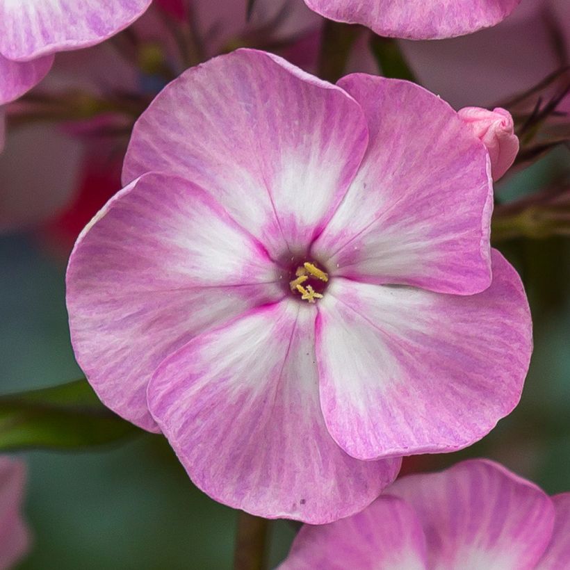 Phlox paniculata Younique Old Pink (Floração)