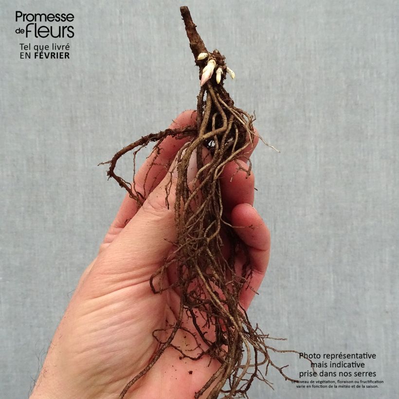 Amostra de Phlox paniculata Younique Old Pink Raízes nuas tal como entregue no inverno