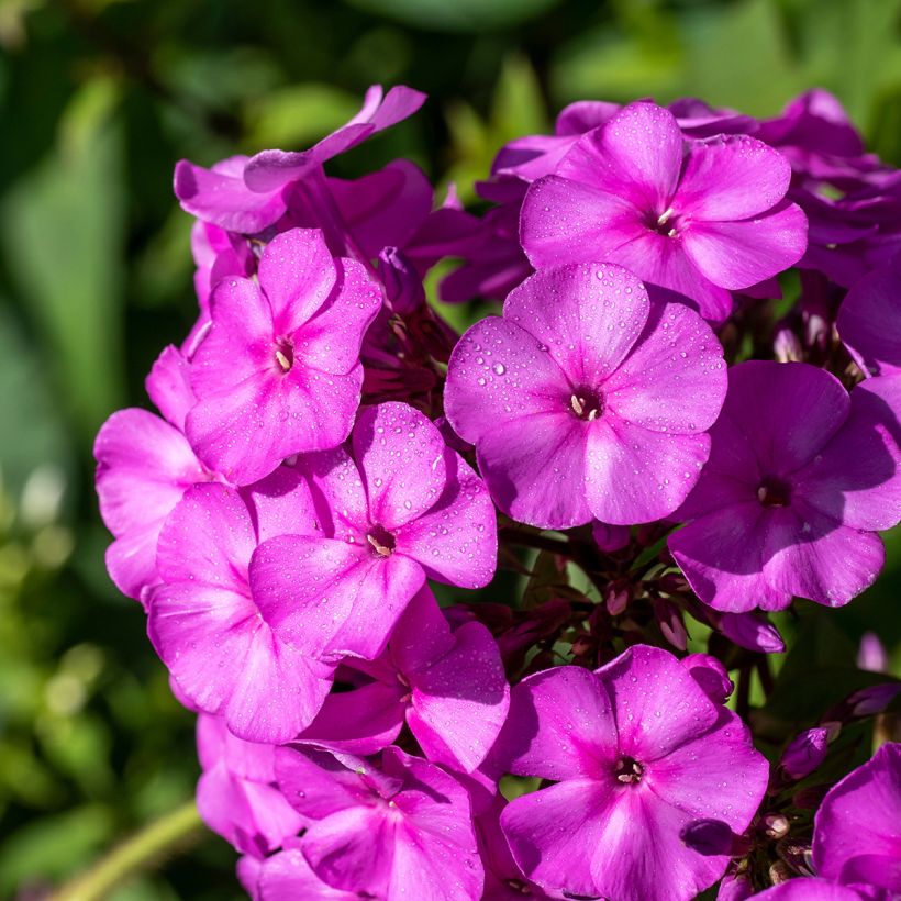 Phlox paniculata Younique Old Purple (Floração)